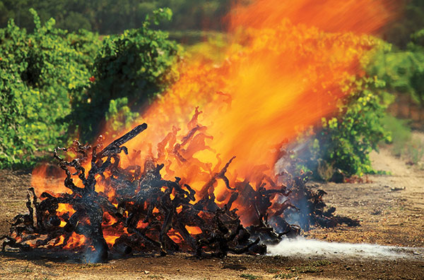 Vines that were susceptible to phylloxera were burned en masse.